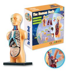 Menneskelig kropsmodel Organer og knogler Simple Assembly Learning Tool Kit Anatomi Model Display STEM TXMR-025