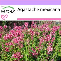 Saflax - 50 frø - mexicanske gigant isop - Agastache mexicaine - Anice menta messicana - Toronjil morado - Limonen - Aniskraut