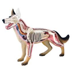 Djurorgan Anatomi 4d Hundintelligens Montering Leksak Undervisning Anatomi DIY-apparater svartvit
