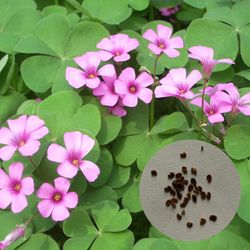 50stk / pose Oxalis frø vokser hurtigt høj spiring forskønnende pink blomst oxalis frø til gårdhave Oxalis versicolor seeds