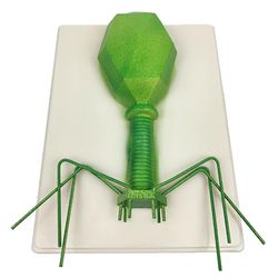 Videnskab Bakteriofag Germ Specimen Model Biologisk Laboratorieeksperiment.undervisning Hjælpemidler til studerende Learding