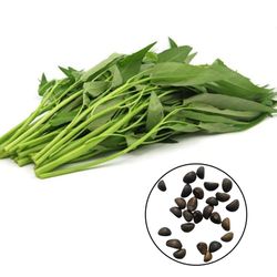 600Pcs / Bag Vann Spinat frø Spiselig Sunn Evergreen Lav i karbohydrat Plant frø til hjemmet Grønn