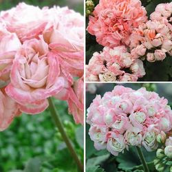 Kasituny 20kpl geranium pelargonium kukka siemenet ruukkuparveke kotipuutarha sisustuskasvi