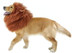 Mikasa Lion Mane Paryk, justerbar Pet Kostume med ører til hund (brun) MØRK
