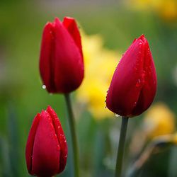 Sijiali 50stk tulipanfrø naturligt iøjnefaldende duftende multifunktionelt bonsaifrø til altan Rød Rare Tulip Seeds