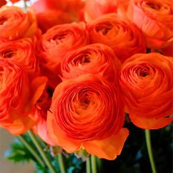 Kasituny 100 stk Pretty Ranunculus Asiaticus Buttercup frø Flower Home Garden Plant Oransje Ranunculus Asiaticus Seeds