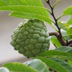 Sijiali 20Pc Green Soursop Frø Annona Muricata Frø Tropisk Frugthave Plantefrø