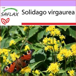 Saflax - 100 frø - Goldenrod - Solidage verge d'or - Verga d'oro - Vara de oro - Echte Goldrute