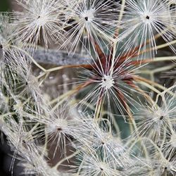 Keinotekoiset voikukat, voikukka tekokukat kasvit, tekovoikukka koriste Valkoinen