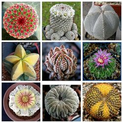 Kasituny 200Pcs Mixed Color Kaktus frø saftige Plant Home Garden Bonsai Balkong Decor Blandet farge Cactus Seeds