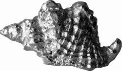 Wentworth Støbt Tin Triton Shell Ornament - JK26