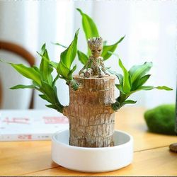 Mini Brazil Lucky Wood - Maaginen itävä Lucky Bambu Wood - Hydroponinen ruukkukasvin kanto Pieni minikasvi - Hydroponinen onnenpuu - Sisätoimisto B...