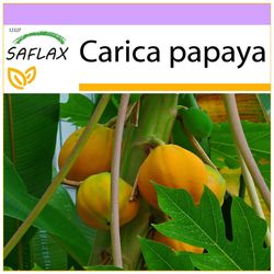 Saflax - 30 frø - Melon træ - Papayer - Papaia - Papaya - Tropischer Melonenbaum / Papaya