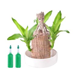 Onnekas brasilialainen puukanto nopeasti kasvava minipuu onnen koristelu ilmaa puhdistava kasvi työpöydän koriste C