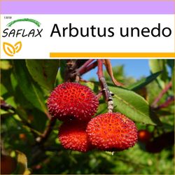 Saflax - 50 frø - jordbær træ - Arbousier - Albatro - Árbol de las fresas - Erdbeerbaum