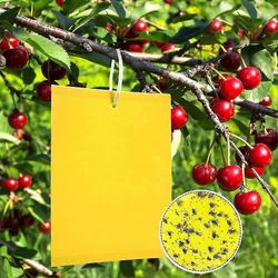 50 keltaista lautaa sienisäskien torjumiseksi 20cmx15cm, Premium Yellow Sticker Fly Trap, Keltainen pistoke kirsikkahedelmäkärpästä vastaan, Toukka...