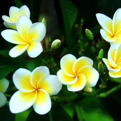 Sijiali 100stk Plumeria Rubra Frangipani Hawaiian Lei blomsterfrø Haveplanter