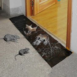 Tahmeat hiirenloukut erittäin suuret myrkyttömät - 10/5/1 kpl rotan liimalevyjä kotiin, ravintoloihin (120x27,5cm) 5PCS