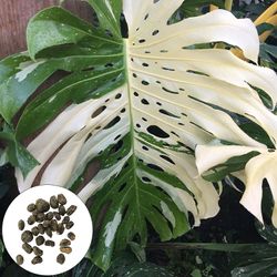 50 stk / pose Monstera frø Veltilpasset dekorative hageforsyninger Raskt voksende Monstera Ceriman frø til kontoret Seed