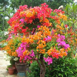 Sijiali 100stk flerfarvet bougainvillea speetabilis frø DIY Home Garden Blomsterplante