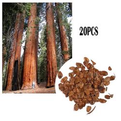 20kpl Giant Tree Coast Redwood Sequoia Red Cedar Plant Seeds Garden Yard Decor 20pcs Redwood Seeds