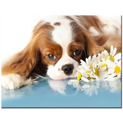 Cavalier King Charles Spanielikoira Daisy Diy Timanttimaalaus Kuva Strassit Kirjonta Timanttimosaiikki 5d Ristipisto 581 30x40cm