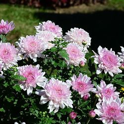 Sijiali 100stk Bunddække Krysantemum Frø Hjem Have Gård Blomst Bonsai Decor Pink