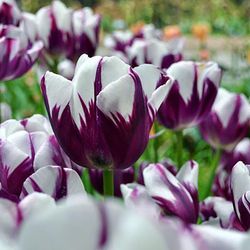 Sijiali 50stk tulipanløg blomsterfrø Orange rød Tulip Seeds