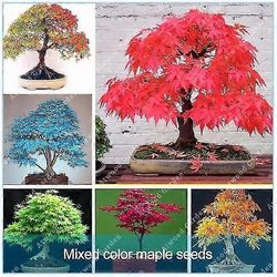 Suunnittele oma DIY-bonsaipuusi kuumilla bonsaipuiden siemenillä