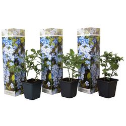 Plant in a Box Viitta lyijyruoho - 3 kpl. - Plumbago auriculata - Korkeus 25-40cm - ⌀9cm Sininen H25cm x W9.00cm