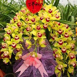 Kasituny 1 pose Cymbidium frø Høj overlevelsesrate vokser hurtigt Lille have Bonsai orkidé blomsterfrø til hjemmet Gul Cymbidium Seeds