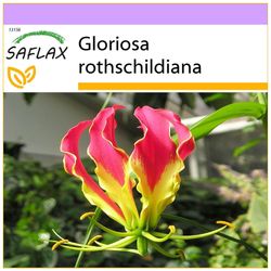 Saflax - 15 frø - afrikanske klatring Lily - Lis de Malabar - Gloriosa - Glorioso Iben - Afrikanische Kletterlilie