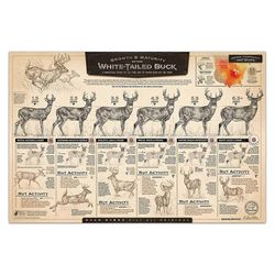 "Valkohäntäpukin kasvu ja kypsyys" paperipainatus C Kuten