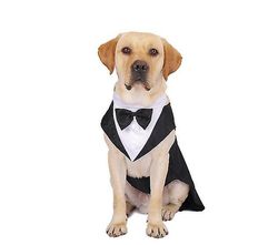 Chowi Hund Smoking Hund Suit Pet Suit Kjole Hunde Smoking Wedding Party Suit S
