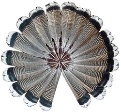 Tukkumyynti 50 kpl 10-12inch 25-30cm luonnollinen kalkkuna sulka hännän sulka DIY vaatteet koristelu käsityöt hatut