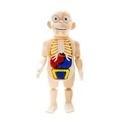 Pædagogisk 3d Puslespil Menneskekroppen Anatomi Model Pædagogisk Læringsorgan Samlet Legetøj Krop Organ Undervisningsværktøj Til Børn