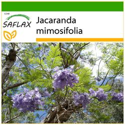 Saflax - 50 frø - med jord - Jacaranda - Flamboyant bleu - Jacaranda - Palisandro - Jacaranda