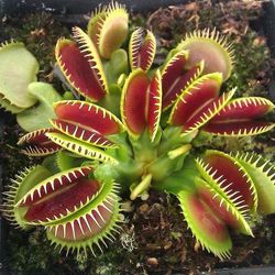 150kpl Flytrap Seeds Giant Clip Dionaea ruukkubonsai lihansyöjäkasvi - YX