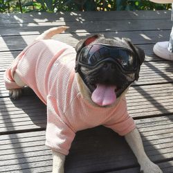 Koiran suojalasit pienille roduille Koiran aurinkolasit, Easy Wear Dog Uv -aurinkolasit pienille / keskisuurille pentukoirille Musta