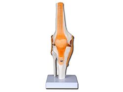 GIMA Kniebrace voor didattisch, fysiotherapisten, geneeskunde, studenten