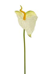 Express Flor Artificial Flowers, White, 74cm