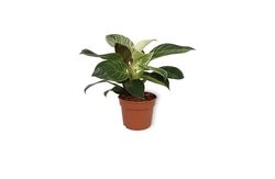 WL Plants - Philodendron White Wave - Philodendron - Kamerplanten - Luchtzuiverend - ± 15cm hoog - 12cm diameter - in Kweekpot