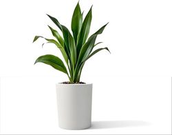 Kloris Jardinière cylindrique Baroque 40 Blanc polyéthylène diamètre 35 cm Hauteur 40 cm Profondeur Compartiment 17 cm