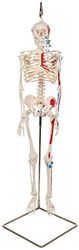 3B Scientific A18/6 Modelo de anatomía humana Mini esqueleto “Shorty” Con Músculos Pintados, Sobre Sopor + App de anatomía gratuita - 3B Smart Anatomy