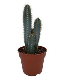 Cactus, Pilosocereus Azerues, 17CMØ, 30-40CM Hoog