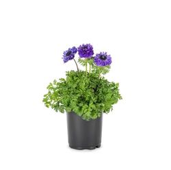 Flor Ornamental ANEMONE Planta Natural con Flores de Colores