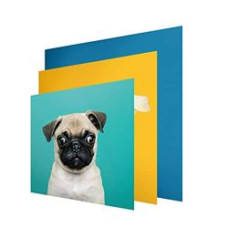 INFORMA Housse de cadre 3 changements de cadre photo pour chien, sans cadre, 49 x 49 cm, motifs interchangeables avec impression directe UV, pour cadre photo LED