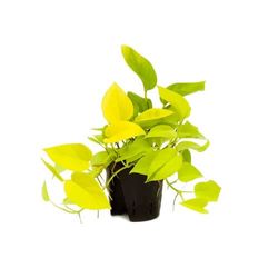 Golden Pothos PREMIUM Planta Natural para Decorar el Hogar