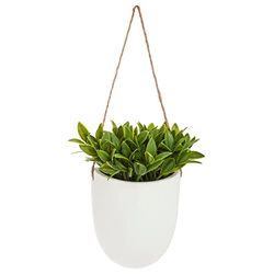ATMOSPHERA CREATEUR D'INTERIEUR Hängande Vägg Växt H20