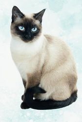 Siamese Cat Journal